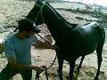 Horse Morocco