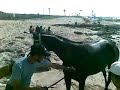 Horse Morocco