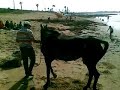 Horse Morocco