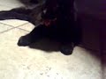Blackie panting =]