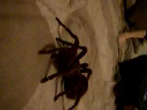 theraphosa blondi