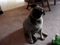 videos de MOV01946.MPG