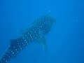 Big Fish In The Maldives