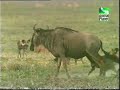 lion takes wild dogs kill off them
