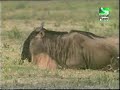 Lion takes Wild Dogs Kill off them