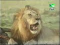 lion takes wild dogs kill off them