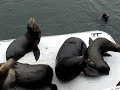 Sea lions barking