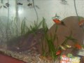 Fauna: 3Matogrosso, 3 Paulistinha, 3 Lebiste, 3 Platy, 3 Molinésia, 3 Espada, 2 Tetra Negro, 2 Barbo Ouro, 1 Aará Bandeira, 1 Kinguio Oranda, 1 Mocinha. 