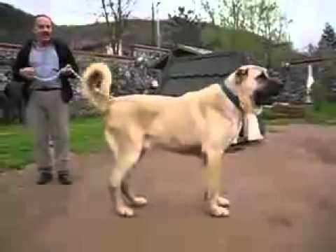 Kurt vs Kangal - Turkish Shepherd Dog Kangals are accompanied the Oghuz Turks, fleeing from Genghis Khan as working dogs on their long journey from Central Asia to Anatolia i...