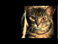 Unbelievable Slow Motion Pouncing Cat