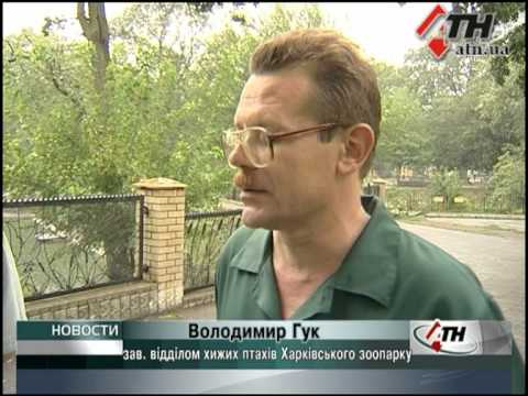 Смотреть видео