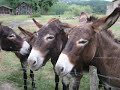 DONKEY SCHOTT DONKEY SCHOTT