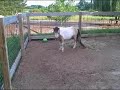 For Sale: 2yr. old AMHA/AMHR Miniature colt