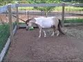 For Sale: 2yr. old AMHA/AMHR Miniature colt