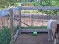 For Sale: 2yr. old AMHA/AMHR Miniature colt
