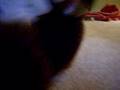 videos de teddy bear fights part1