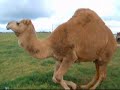 ラクダ動画