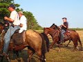 Chincoteague Wild ponies Chincoteague Wild ponies