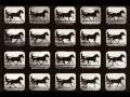Eadweard Muybridge