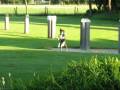 videos de pace plays mendelssohn, opus 28, part 2