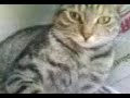 Le chat, en direct d\