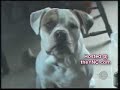 Konusan hayvanlar  - videobankasi.com