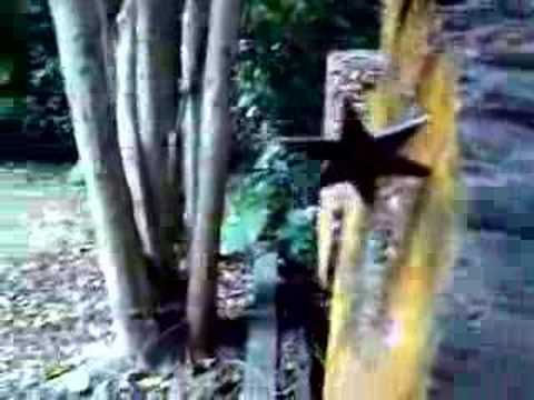 Weird Asian Martial Arts Weapons photo Weird Asian Martial Arts Weapons picture