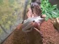 Mr Big taking a poop