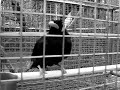 bird say hello in chinese oiseau parlant bonjour ni hao