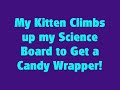My Kitten Climbs up my Science Board to Get a Candy Wrapper!