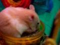 hamster