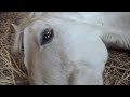 Rescued Mare - Foundered & Starved