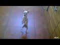 chihuahua dancing dog danse salsa