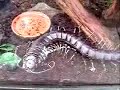 Giant centipede eating mouse 2