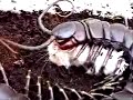 this is another species of giant centipede, a full-grown scolopendra viridicornis killing and eating a mouse.  centipedes have very poor eyesight and this mouse was very adept at staying out of harms way so we had to use a long feather to help it out a little.  i certainly would not have had to if i didn't have a large piece of wood in its habitat.  
note that the centipede is very ambidextrous and actually catches the prey with its hind legs first, and then doesn't bite it until it has located it's throat.

***i've grown very tired of reading posts from people, who, despite being outraged by it watch anyways, and then, in a fit of internet bravado cannot resist the urge to write some asinine comment.  if you don't like it, don't watch it.  
for those that do appreciate the video and have defended it -- thank you.  all the best.***