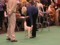 Parson Russell Terrier Crufts 2010 - Open Dog Part 4