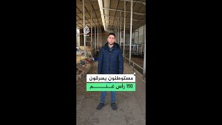 مستوطنون يهاجمون مزرعة ويسرقون 150 رأس غنم في قرية دير دبوان شرق رام الله