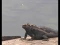delgada línea verde documental internacional agente forestal