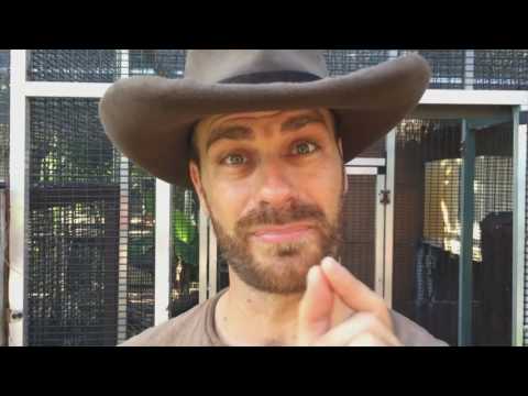 YouTube reptile video