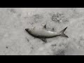 тыва рыбалка на чагытае тыва рыбалка на чагытае