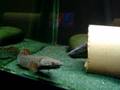 12 Ornate Bichir