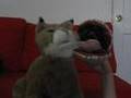 re: farah mcdaring asks - what's your incredible machine? - YouTube&nbsp;:: Most Discussed Videos - Today