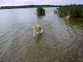 Akita\