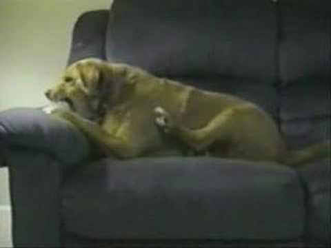 Le chien qui s’attaque