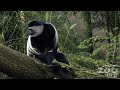 MONKEY TIME! MONKEY TIME!