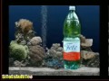 Acqua Pete