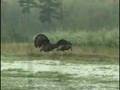 The Blueberry Gobblers