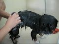bear bear洗白白