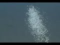 Liv & Let Liv Meditative Pachelbel with Ocean
