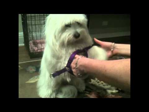 how to fit kramar dog harness
